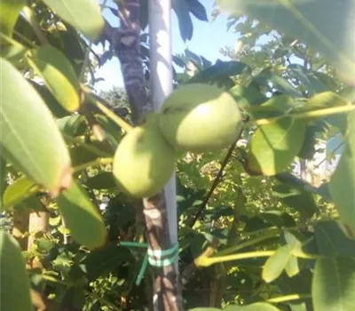 Juglans regia 'Franquette' CAC Juglans regia 'Franquette' CAC