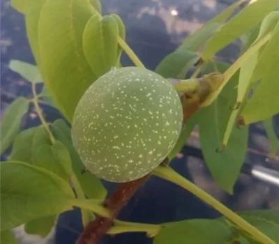 Juglans regia 'Lake' CAC Juglans regia 'Lake' CAC