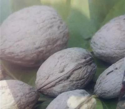 Juglans regia 'Veredelungen' CAC Juglans regia 'Veredelungen' CAC