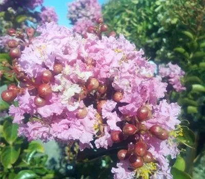 Lagerstroemia indica 'Sioux' Lagerstroemia indica 'Sioux'