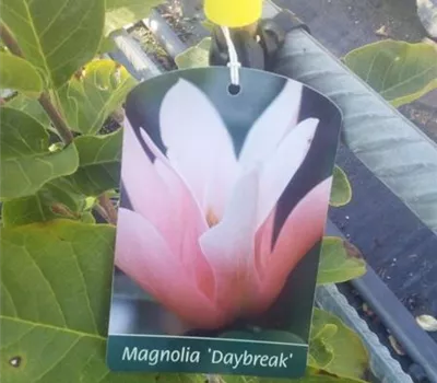 Magnolia 'Daybreak'