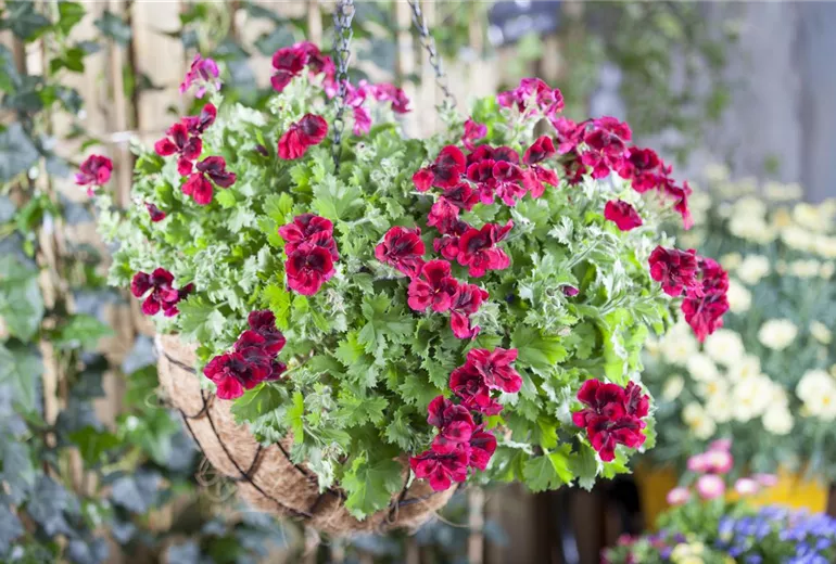 Pelargonium grandiflorum