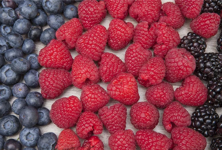 Rubus idaeus Rubus idaeus