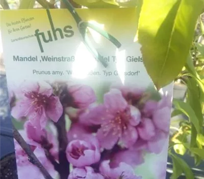 Prunus amy.'Weinstraßen. Typ Gielsdorf Prunus amy.'Weinstraßen. Typ Gielsdorf