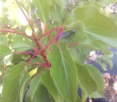 Prunus arm.'Compacta- Super Compact' -S- CAC Prunus arm.'Compacta- Super Compact' -S- CAC