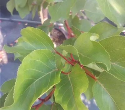 Prunus arm.'Rustique des Pyrénées' -R- CAC Prunus arm.'Rustique des Pyrénées' -R- CAC