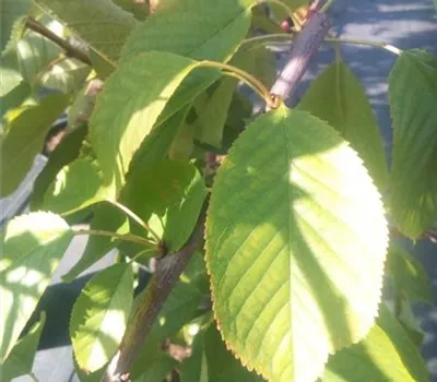 Prunus av.'Stella' CAC