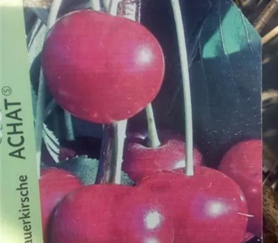 Prunus cer.'Achat' -S- CAC Prunus cer.'Achat' -S- CAC