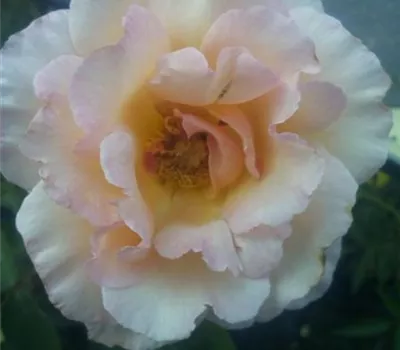 Rosa 'Compassion' -R- KL IV