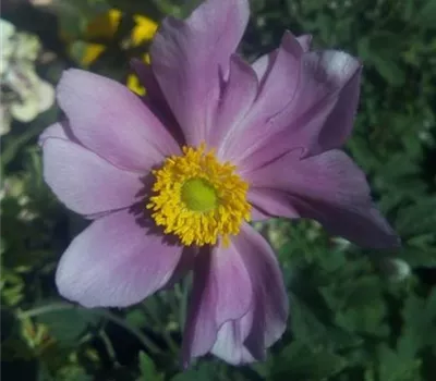 Salvia greggii 'Hot Lips' Salvia greggii 'Hot Lips'