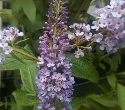 Buddleja 'Empire Blue' Buddleja 'Empire Blue'