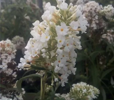 Buddleja 'White Profusion'