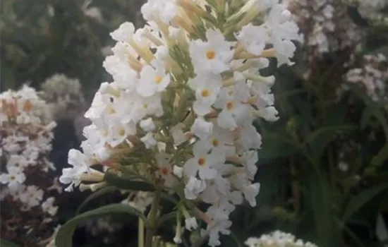 Buddleja 'White Profusion' Buddleja 'White Profusion'