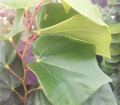 Cercis chinensis 'Avondale'
