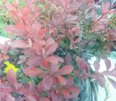 Berberis thunbergii 'Atropurpurea Nana'