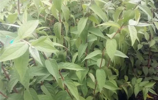 Deutzia magnifica Deutzia magnifica