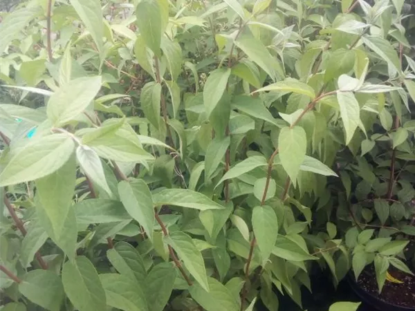 Deutzia magnifica Deutzia magnifica