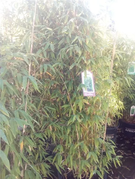 Fargesia murieliae 'Maasai' -S-, Gartenbambus 'Maasai' - GartenBaumschule  Fuhs