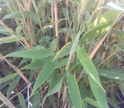 Fargesia murieliae 'Malachite Monkey'' -S- Fargesia murieliae 'Malachite Monkey'' -S-