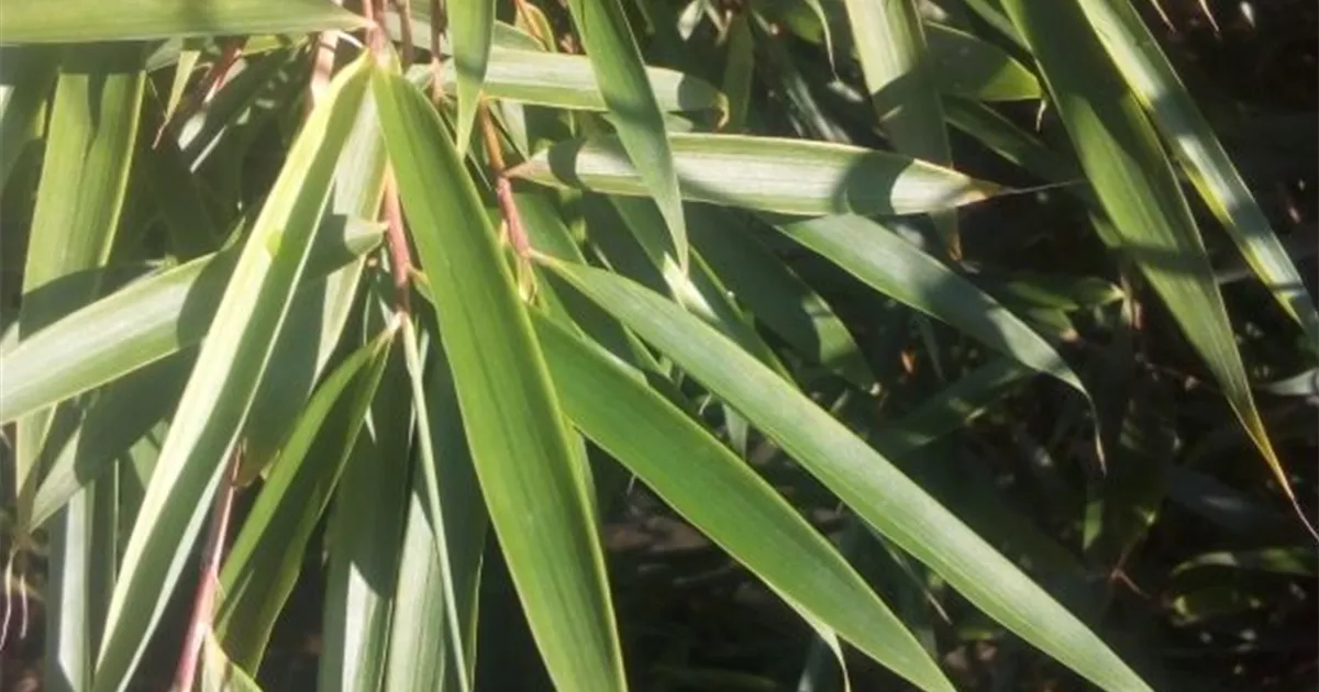 Fargesia robusta 'Campbell', Schirmbambus 'Campbell' - GartenBaumschule Fuhs