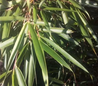 Fargesia robusta 'Campbell'