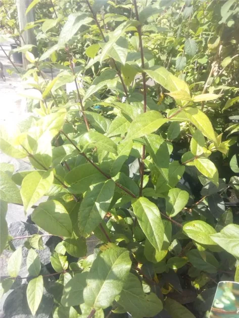 Lonicera purpusii 'Winter Beauty', Winter-Heckenkirsche - GartenBaumschule  Fuhs