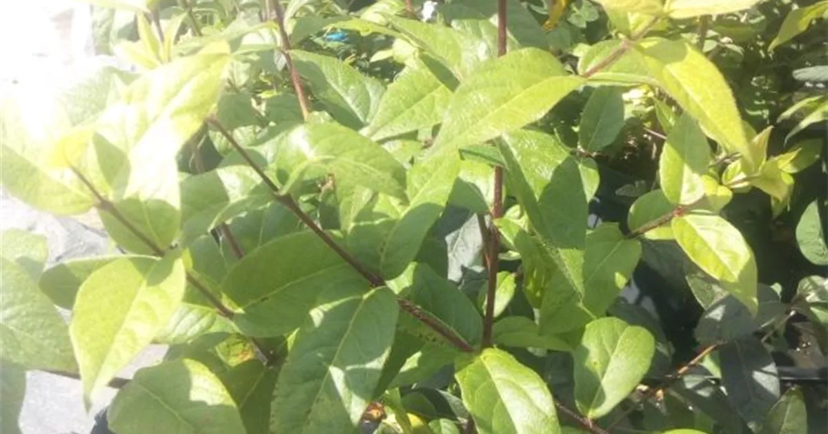 Lonicera purpusii 'Winter Beauty', Winter-Heckenkirsche - GartenBaumschule  Fuhs