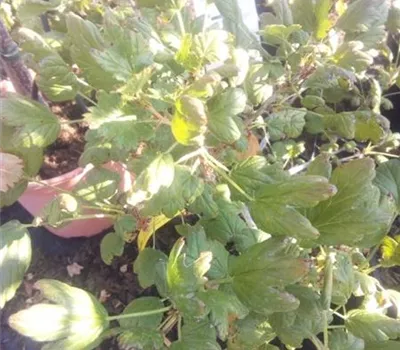 Ribes uva-crispa 'Invicta' CAC II Ribes uva-crispa 'Invicta' CAC II