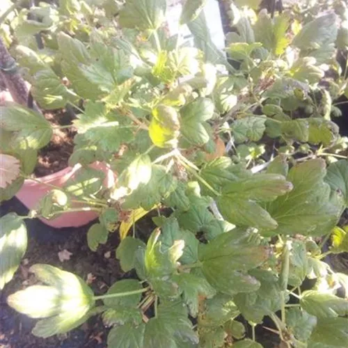 Ribes uva-crispa 'Invicta' CAC II