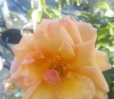 Rosa 'Aprikola' -R- BT III Rosa 'Aprikola' -R- BT III