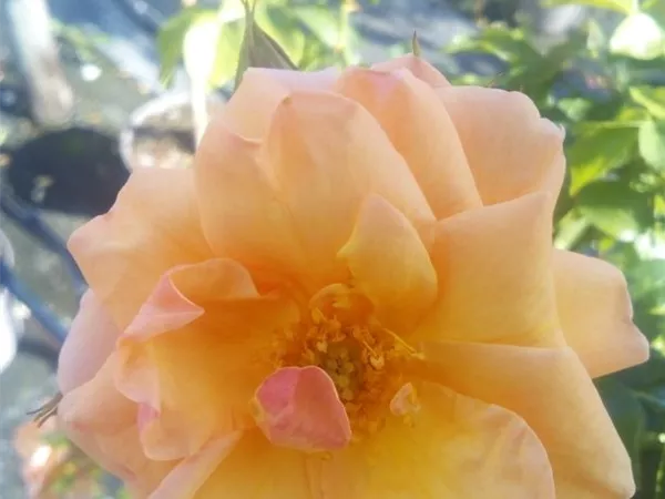 Rosa 'Aprikola' -R- BT III Rosa 'Aprikola' -R- BT III