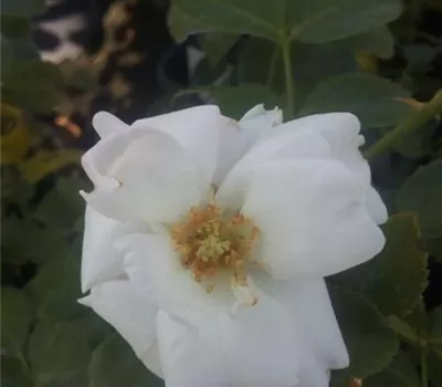 Rosa 'Aspirin-Rose' -R- BDR III