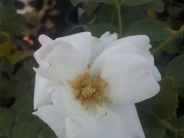 Rosa 'Aspirin-Rose' -R- BDR III