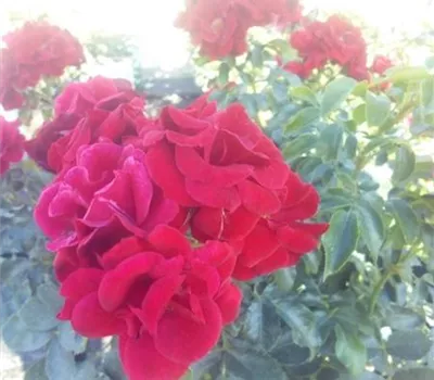 Rosa 'Matador' -R- BDR