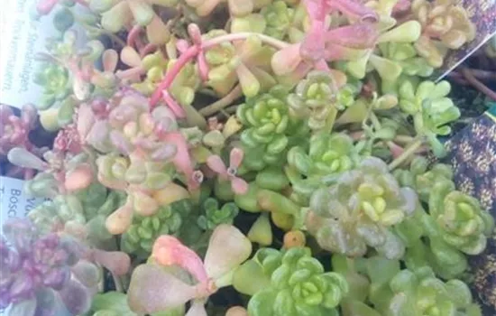 Sedum oreganum Sedum oreganum