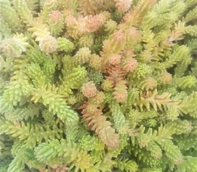 Sedum sexangulare Sedum sexangulare