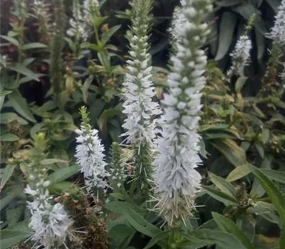 Veronica spicata, weiß Veronica spicata, weiß