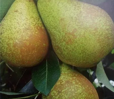 Pyrus com.'Gräfin von Paris' CAC Pyrus com.'Gräfin von Paris' CAC