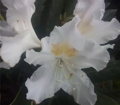 Rhododendron Hybr.'Cunningham's White' I Rhododendron Hybr.'Cunningham's White' I