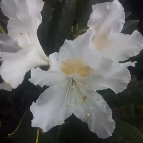 Rhododendron Hybr.'Cunningham's White' I