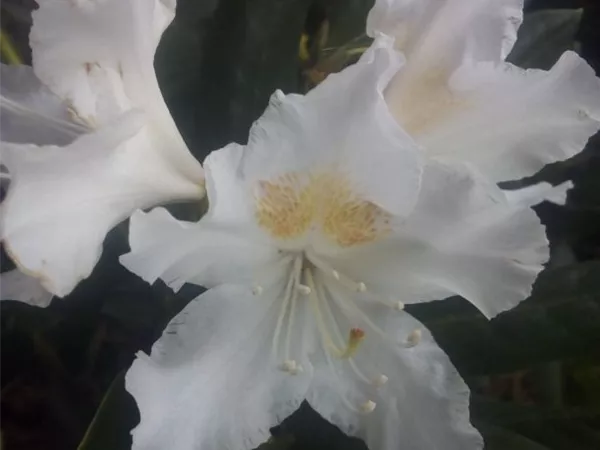 Rhododendron Hybr.'Cunningham's White' I