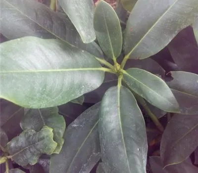 Rhododendron Hybr.'Dufthecke' lila Rhododendron Hybr.'Dufthecke' lila