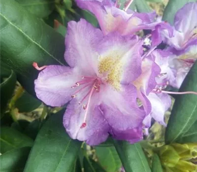 Rhododendron yak. i.S., PrGr. I Rhododendron yak. i.S., PrGr. I