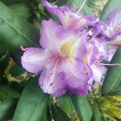 Rhododendron yak. i.S., PrGr. I