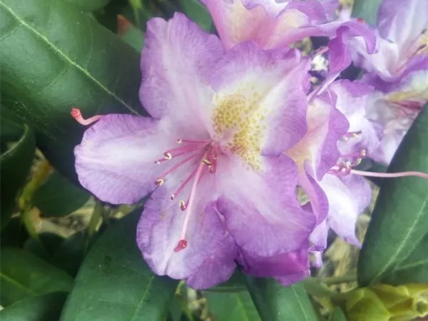 Rhododendron yak. i.S., PrGr. I Rhododendron yak. i.S., PrGr. I