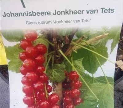 Ribes rubrum 'Jonkheer van Tets' CAC I