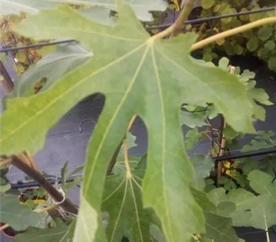 Rubus id.'Autumn Bliss' -S- CAC II Rubus id.'Autumn Bliss' -S- CAC II