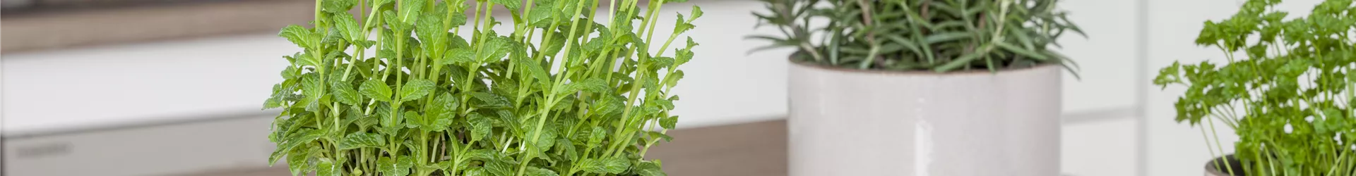 Mentha x piperita Mentha x piperita