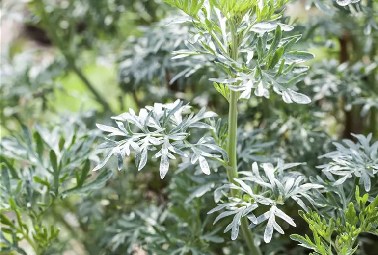Artemisia absinthium Artemisia absinthium