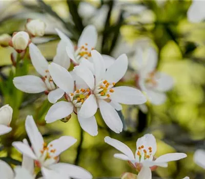 Choisya ternata 'White Dazzler' Choisya ternata 'White Dazzler'